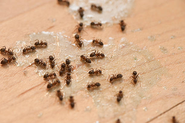 Best Flea Control Services  in Goodland, IN